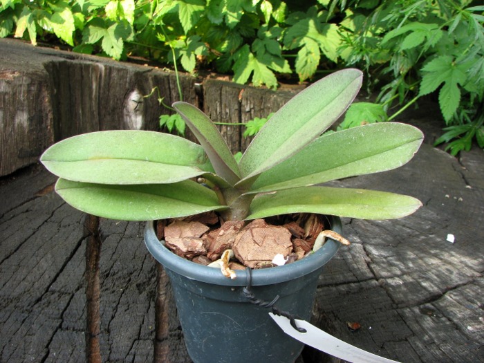 Doritis pulcherrima f. champorensis 'Pink'.JPG
