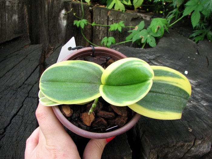 Doritaenopsis Sogo Vivien Variegated leaf.JPG