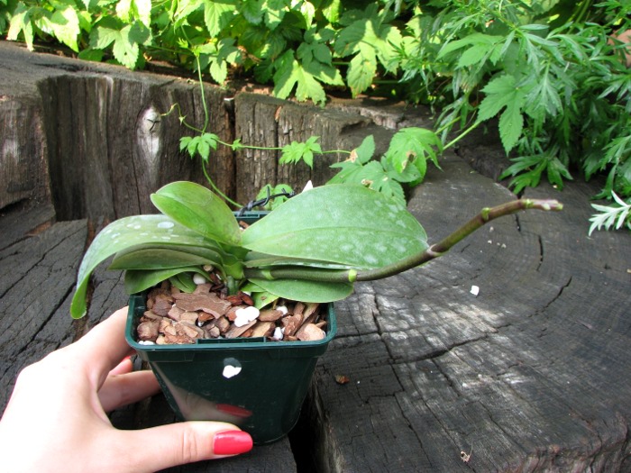 Phalaenopsis Liu's Rainbow.JPG