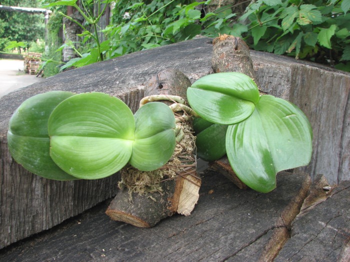 Phalaenopsis violacea 'Borneo'.JPG