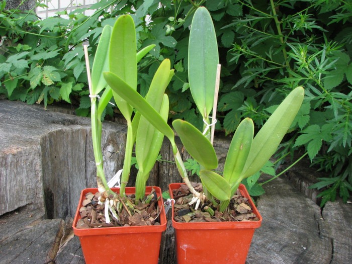 Cattleya lueddemanniana concolor (clara) x self.JPG
