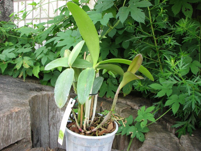 Cattleya granulosa 'Coliseu' x Cattleya granulosa 'Formosa'.JPG