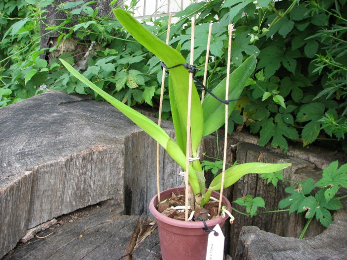 Laelia tenebrosa (Tipo x Maria Fumaca').JPG