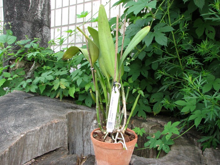 Cattleya Valentine x Cattleya loddigesii coerulea.JPG
