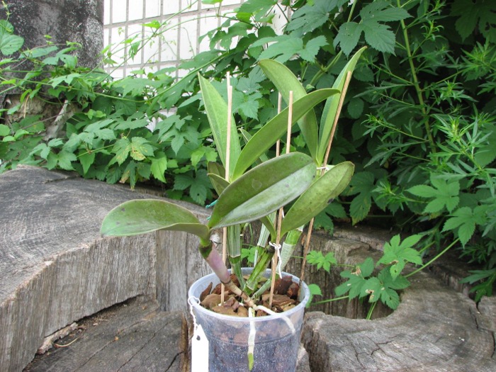 Cattleya violacea.JPG