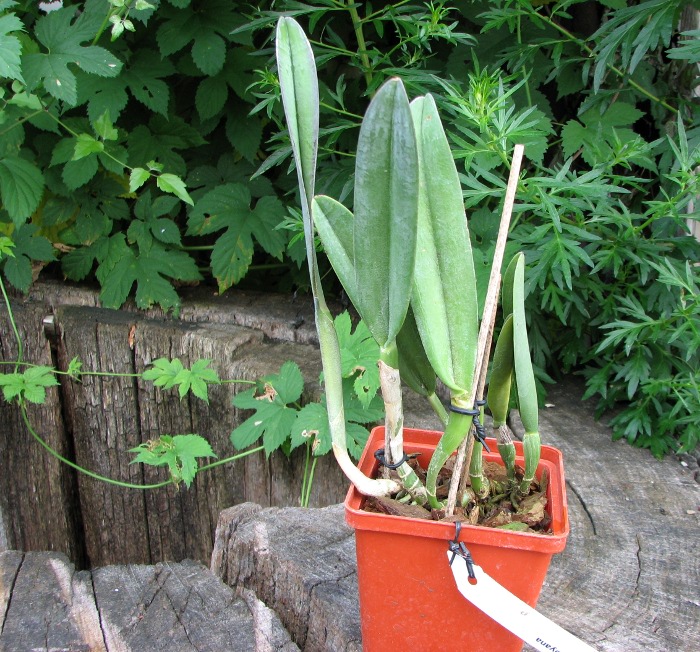 Rhyncholaelia digbyana.JPG