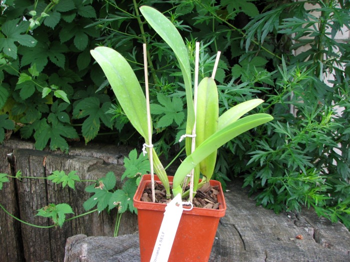 Cattleya dowiana x SELF.JPG