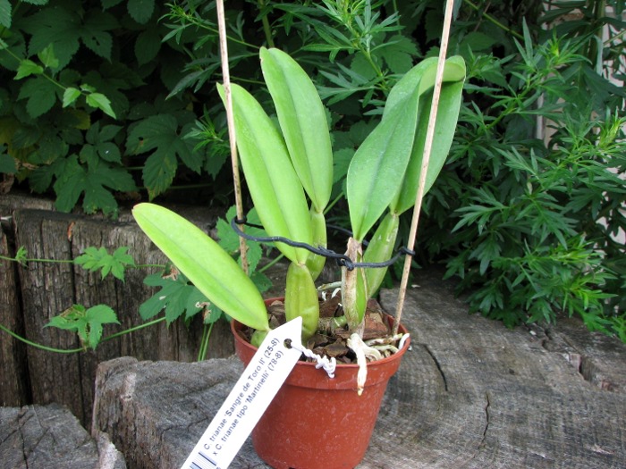 Cattleya trianae 'Sangre de Toro II' (25-8) x Cattleya trianae tipo 'Martinelli' (78-8).JPG