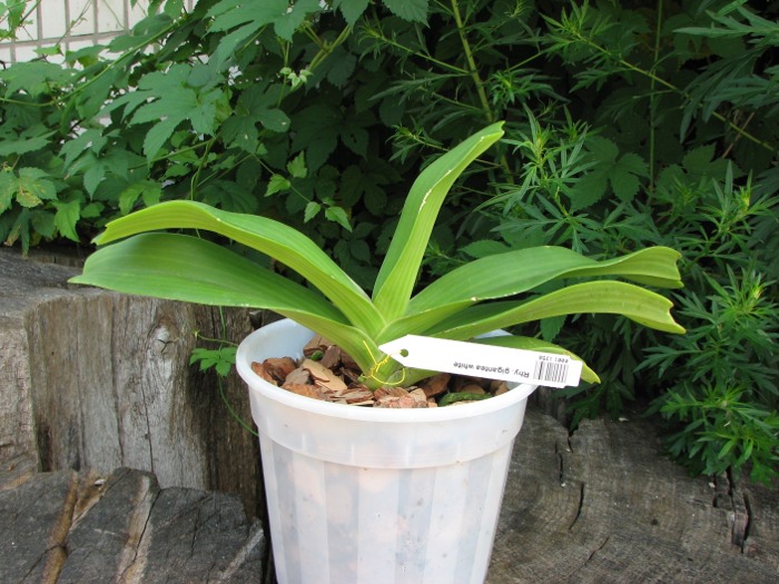 Rhynchostylis gigantea white.JPG