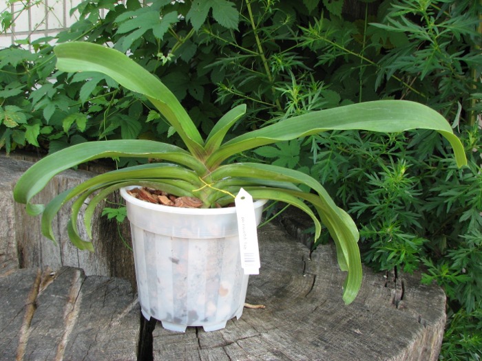 Rhynchostylis gigantea red.JPG