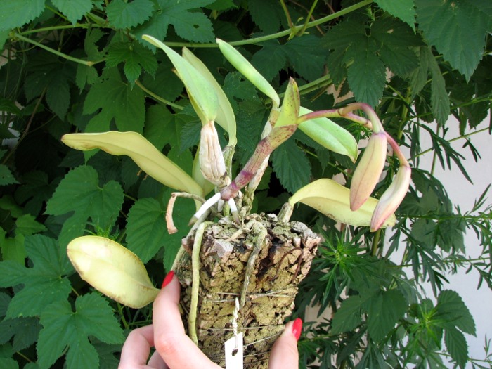 Cattleya walkeriana.JPG