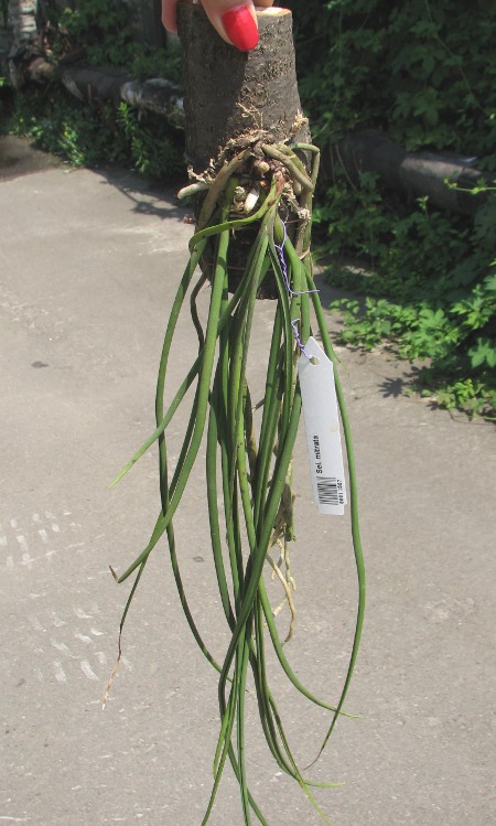 Seidenfadenia mitrata.JPG