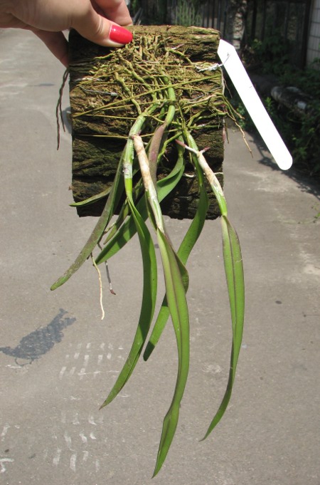 Coilostylis falcatum.JPG