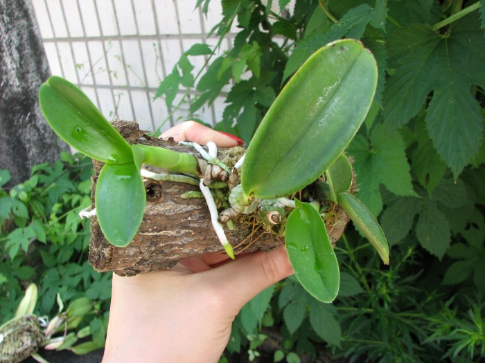 Cattleya nobilior tipo 'Suzuki' x SELF.JPG