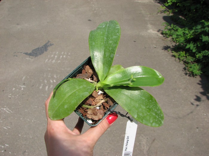 Phalaenopsis Penang Girl.JPG