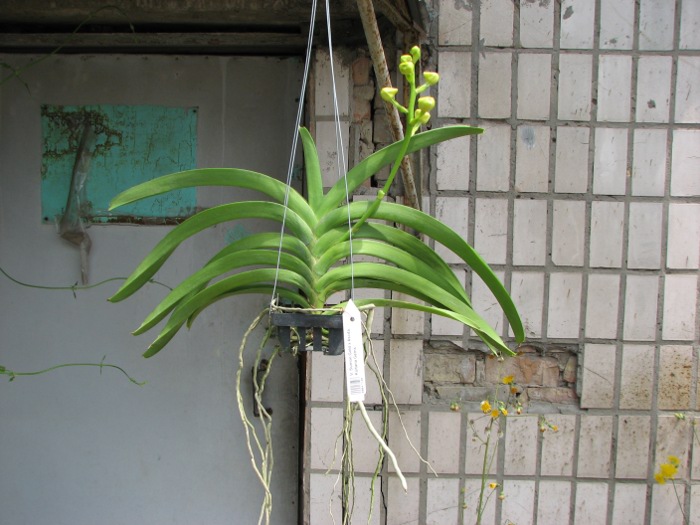 Vanda Sumon Gold x Ascocenda Kultana Gems.JPG