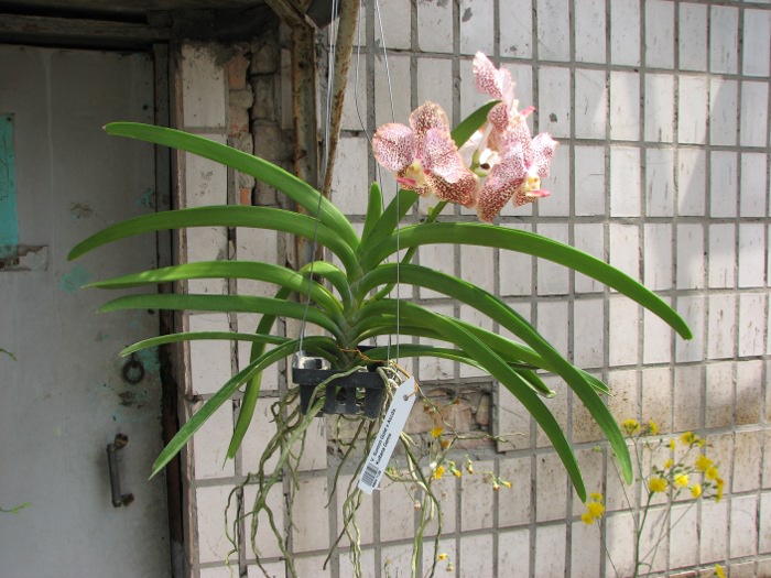 Vanda Sumon Gold x Ascocenda Kultana Gems.JPG