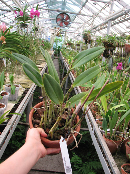 Coilostylis ciliaris.jpg