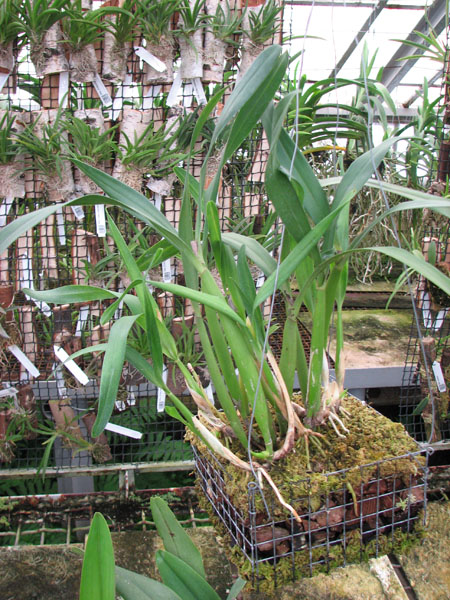 Epidendrum faustum.jpg