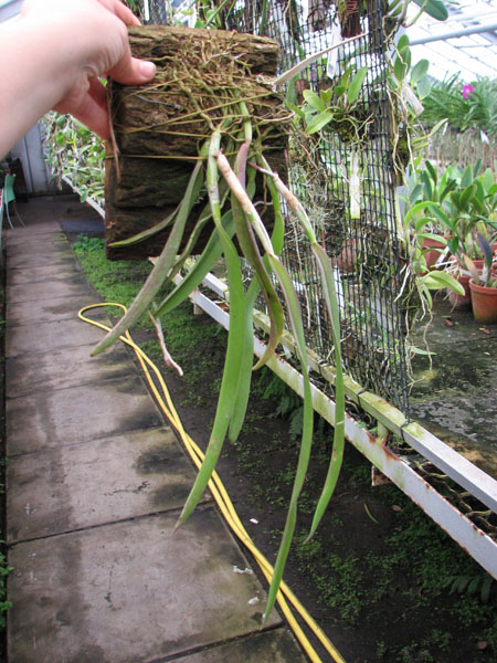Coilostylis falcatum.jpg