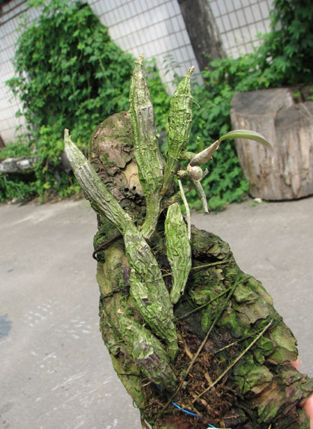Coilostylis lacertina.jpg