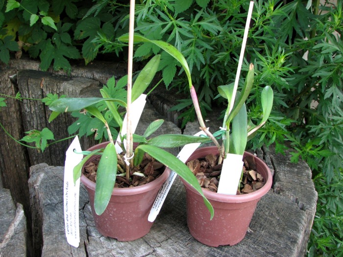 Cattleya Fort Motte 'Leopard'.JPG
