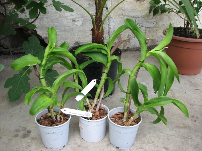 Dendrobium Nopporn Starbright.JPG