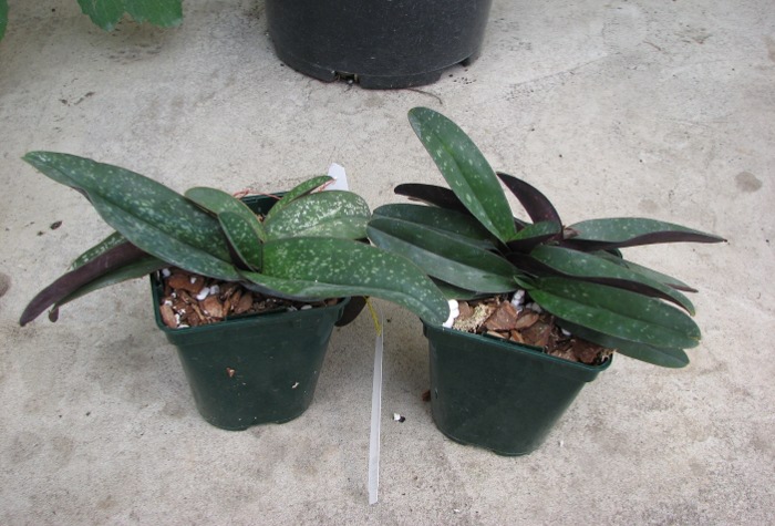 Paphiopedilum godefroyae.JPG