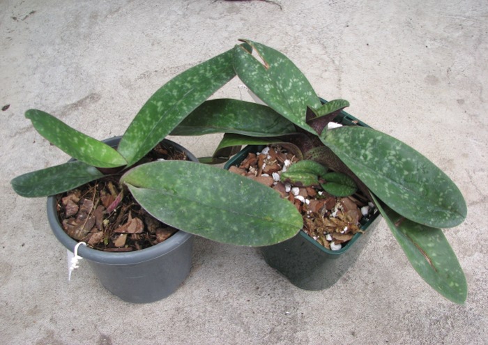 Paphiopedilum bellatulum.JPG