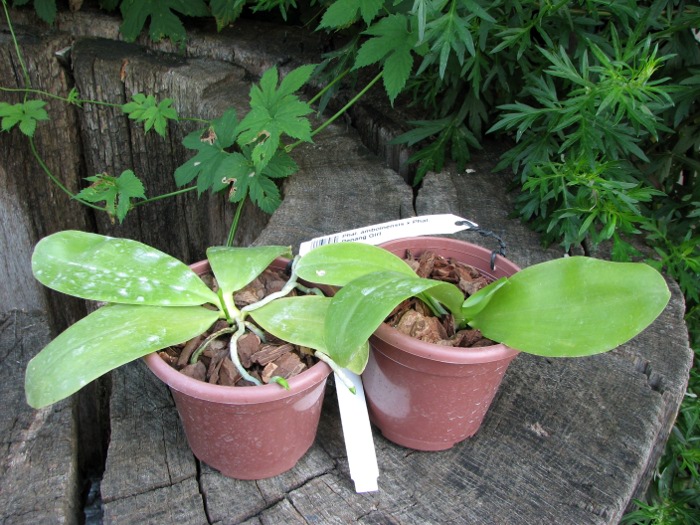 Phalaenopsis amboinensis x Phalaenopsis Penang Girl.JPG