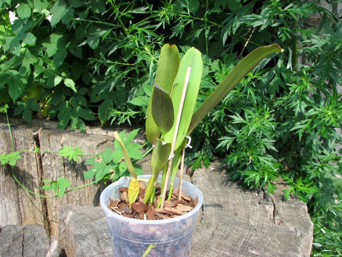 Laelia perinii semi alba 'W.F.' x Laelia perrinii alba 'R.A.'.JPG