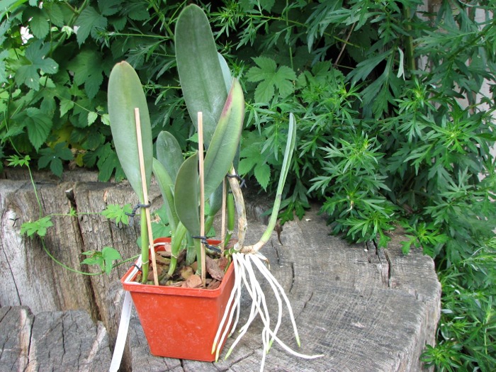 Brassavola Aristocrat (Brassavola glauca x digbyana).JPG