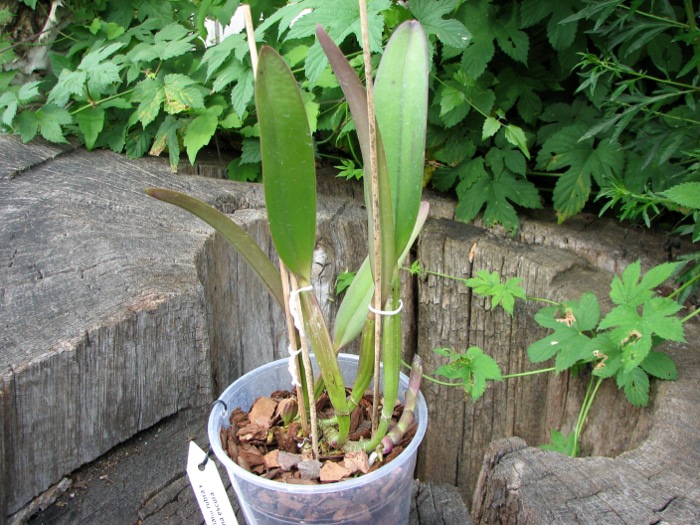 Cattleya lueddemanniana rubra x lueddemanniana escura.JPG