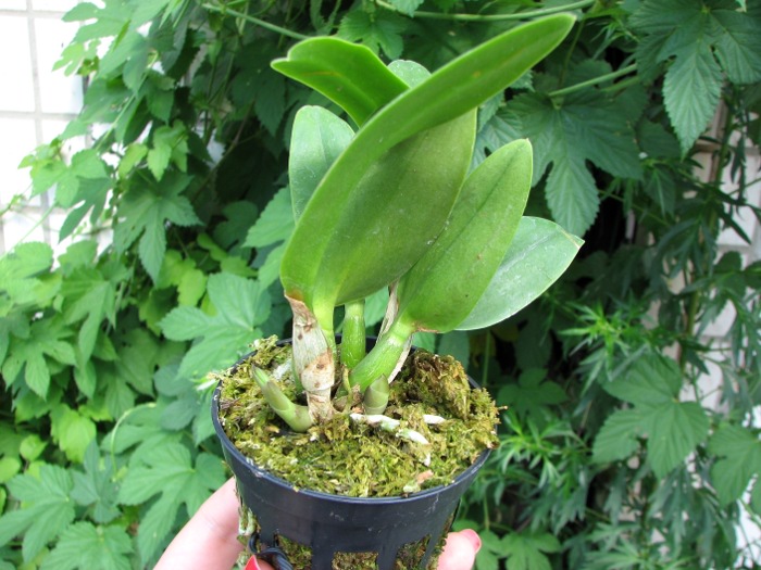 Sophrolaeliocattleya Little Hazel 'M' (Slc. Hazel Boyd x Sl. Psyche).JPG