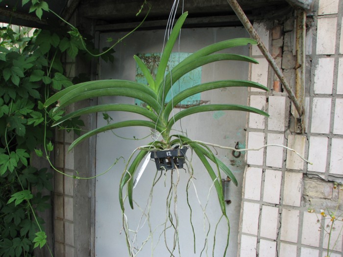 Ascocenda Pinthong.JPG
