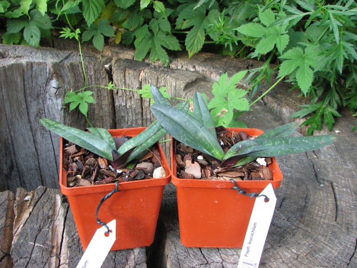 Paphiopedilum leucochilum.JPG