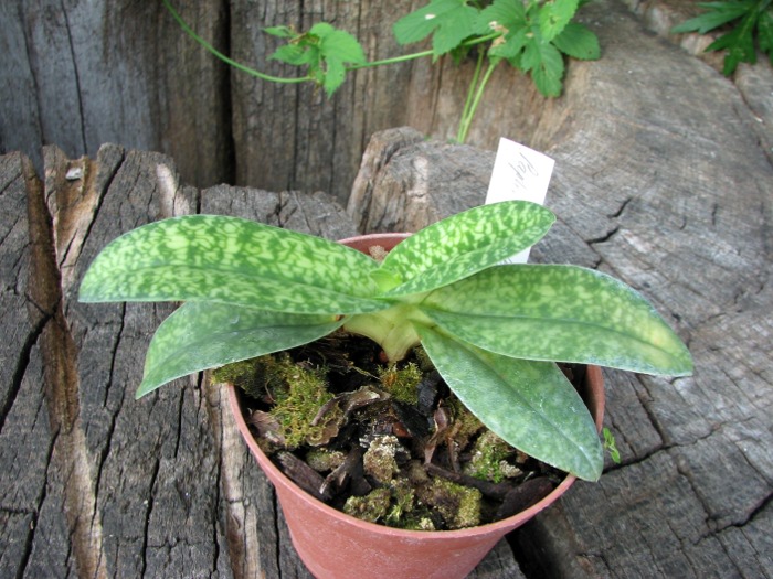 Paphiopedilum Wellesleyanum x delenatii fma. album.JPG