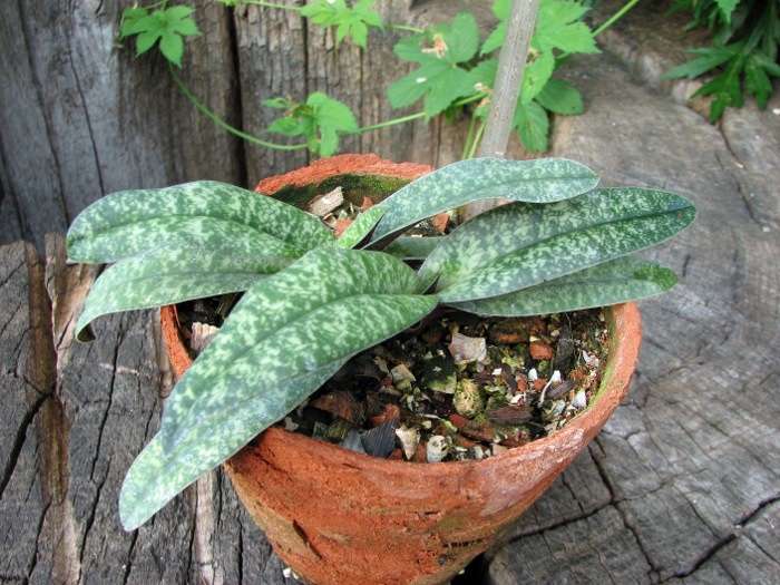 Paphiopedilum armeniacum x Paphiopedilum concolor 'Daya'.JPG