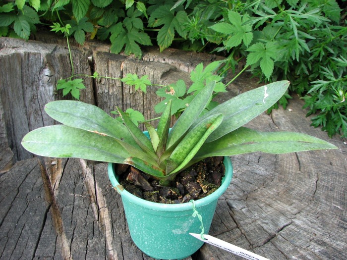 Paphiopedilum delenatii x Paphiopedilum Deena Nicol 'In-Charm'.JPG