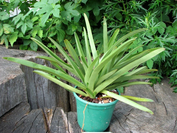 Paphiopedilum exul.JPG
