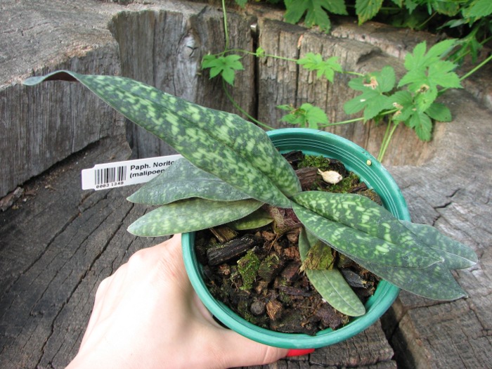 Paphiopedilum Norito Hasegawa (malipoense x armeniacum).JPG