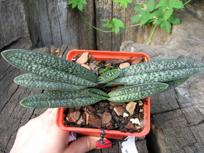 Paphiopedilum micranthum.JPG