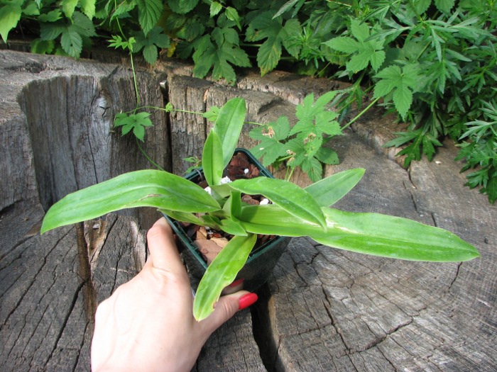 Paphiopedilum spicerianum.JPG