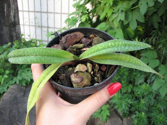 Paphiopedilum Satin Smoke (primulinum x micranthum).JPG