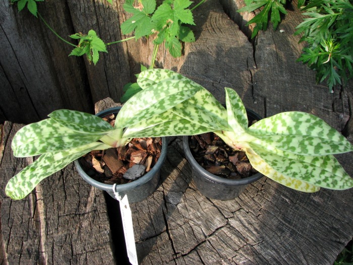Paphiopedilum curtisii x Shin-Yi Heart.JPG