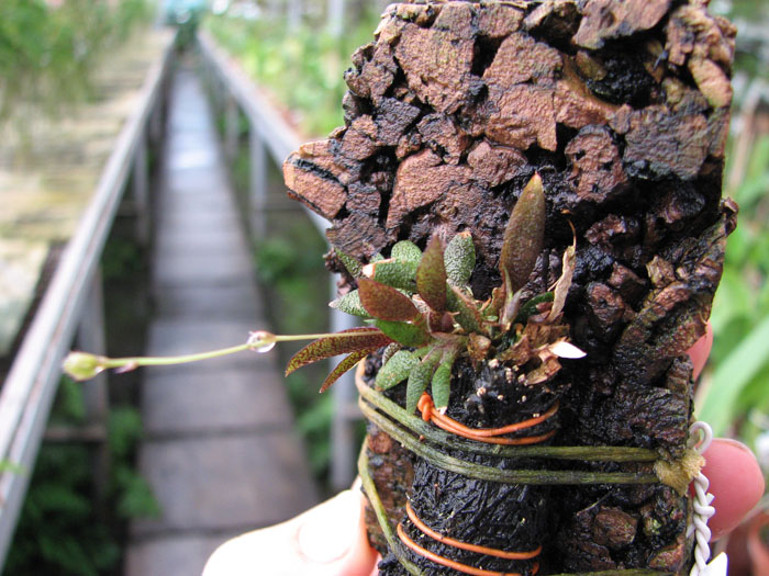 Macroclinium aurorae.jpg
