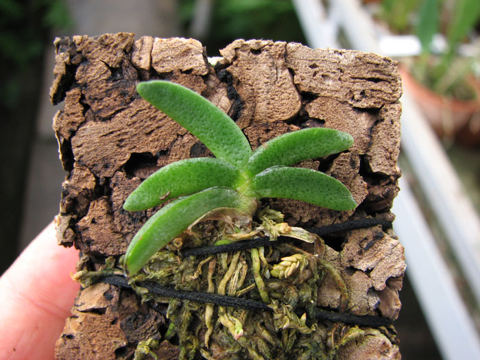 Angraecum aloifolium.jpg