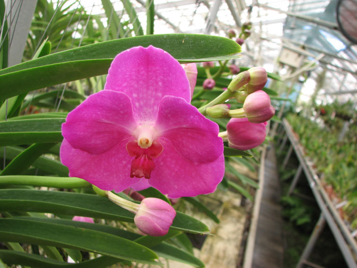 Vanda Siriporn Pink.jpg