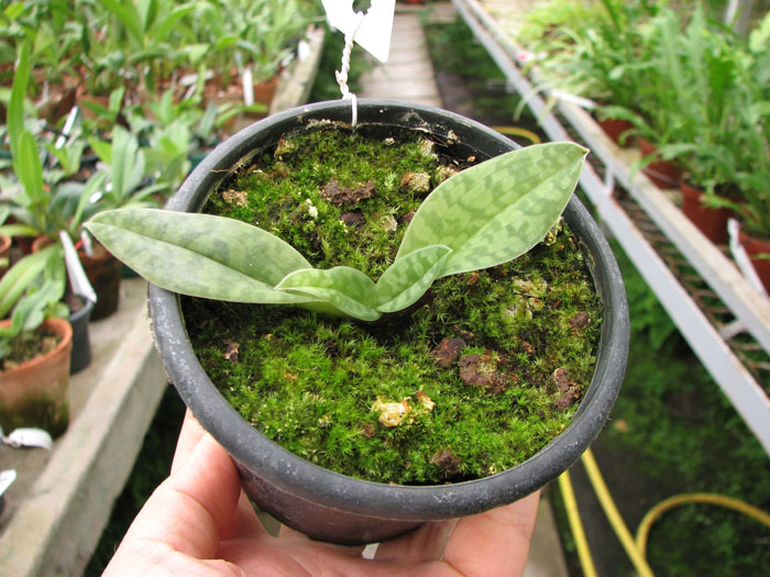 Paphiopedilum venustum alba.jpg