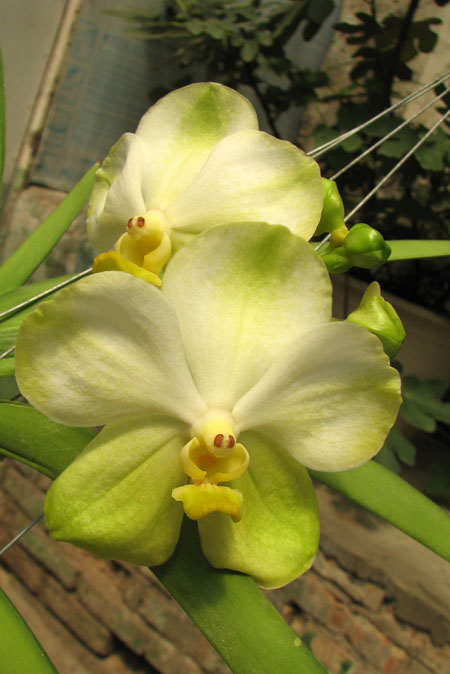 Vanda Kultana Green Gold x Vanda Bamgkhimsri.jpg